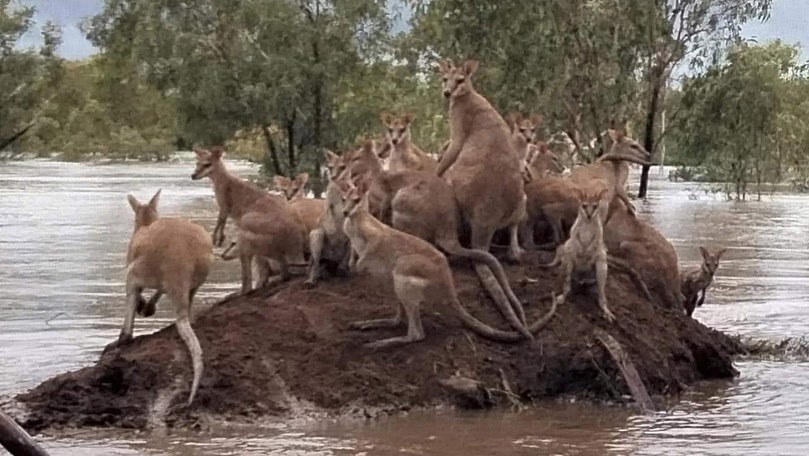 DEVASTATING FLOODS AUSTRALIA
Distressing image from Fitzroy Crossing, Western Australia (courtesy Mangkaja Art Resource Agency).
Floods 1.8 above previous record. 
What more is required to prompt urgent action?
Animals, humans, we are all in this together.