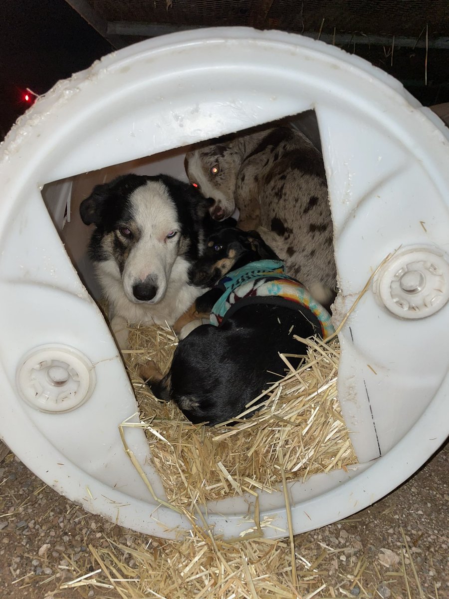 Each dog has their own barrel but came home to this 😂 my dogs make me so happy