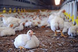 explanoic's tweet photo. Declaring the hills as an eco sensitive zone is also a problem as locals will be given employment through poultry farms etc which is prohibited in jainism https://t.co/rtpLZKjfch