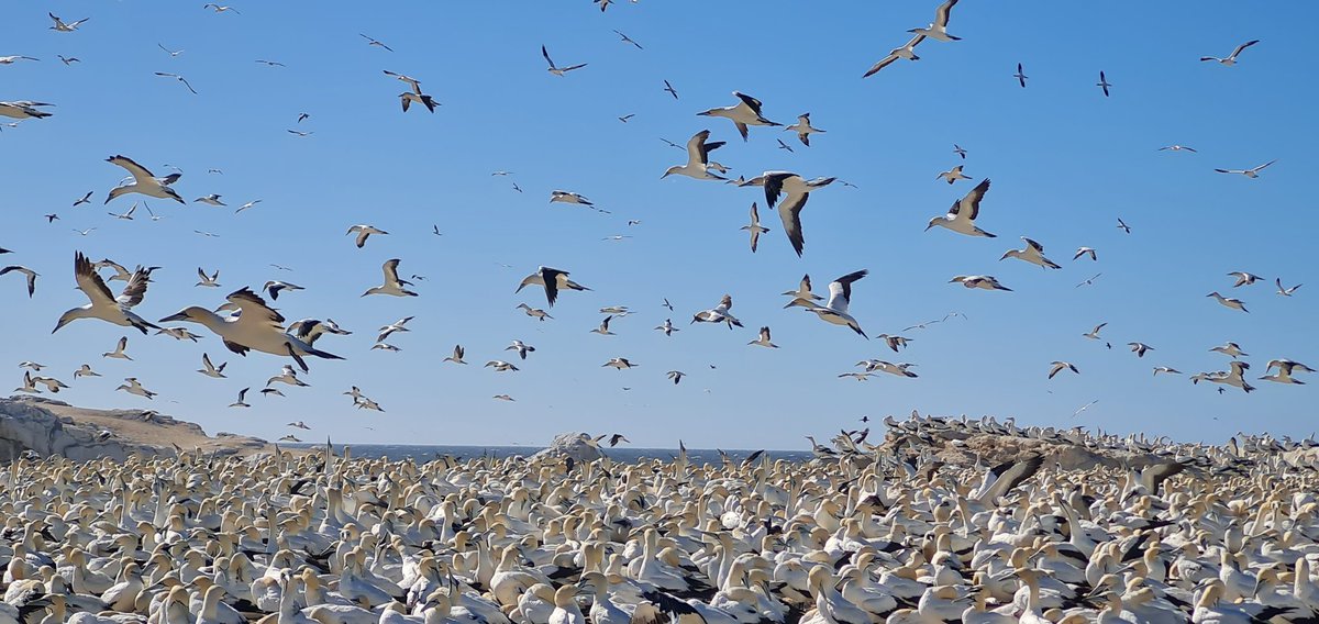 MrPBee's tweet photo. I've been photographing the Blue eyed Cape Gannet off Lamberts Bay
Great to see the breeding colony thriving again. It's one of only six breeding sites across the World...and probably the only one accessible to the public. https://t.co/sFv4rwz8kC