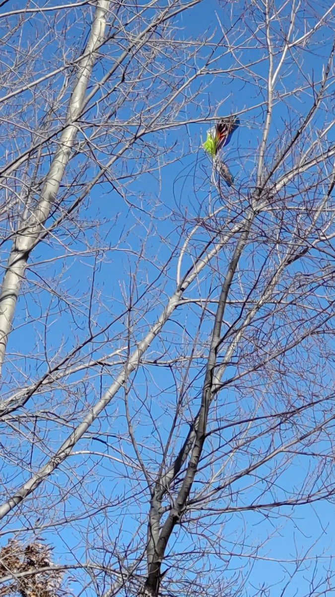 「河川敷をウォーキング。木に凧がひっかかってそのまんま。正月の終わりを感じます。気」|原田高夕己@webアクション連載中のイラスト