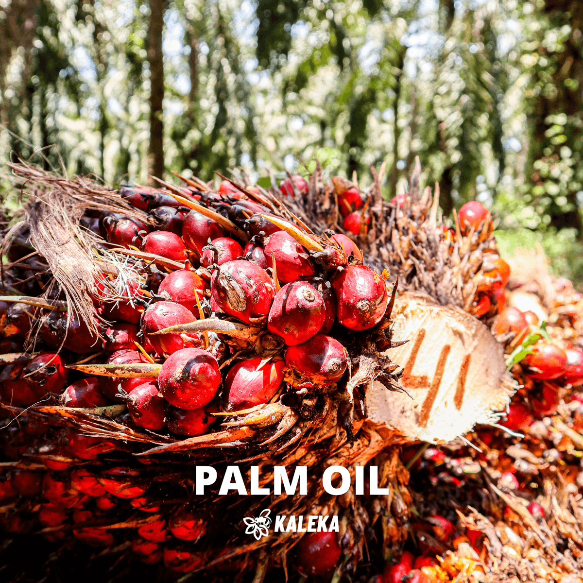 kalekaindonesia's tweet photo. Gawi Bapakat is here to bring all the focus on Seruyan’s top #commodities. Take a look! 🌱

#Kaleka #TransitiontoExcellence #RealizingSustainability #Agriculture #PalmOil #Craft #Ginger #KalimantanTengah https://t.co/wMQrnzBcmM