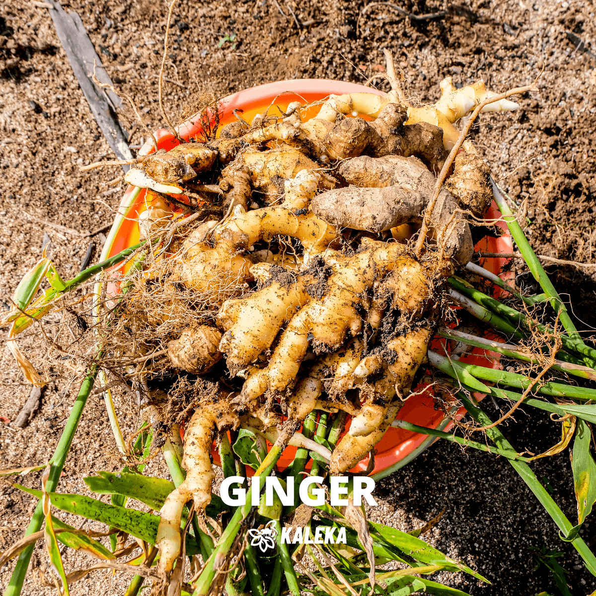 kalekaindonesia's tweet photo. Gawi Bapakat is here to bring all the focus on Seruyan’s top #commodities. Take a look! 🌱

#Kaleka #TransitiontoExcellence #RealizingSustainability #Agriculture #PalmOil #Craft #Ginger #KalimantanTengah https://t.co/wMQrnzBcmM