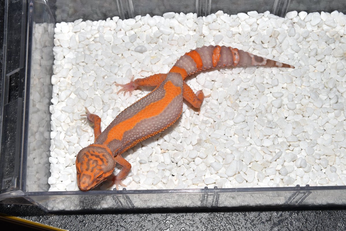 Minireptile_kr's tweet photo. 多様なパターンを持っているDevil Stoneです。
発色とパターンがとてもきれいです。
お問い合わせはLineまでお願いします。
Line ID : pplmin
#minireptile #minigecko #reddevil #devilstone #レオパードゲコ https://t.co/Yr0tytkmah
