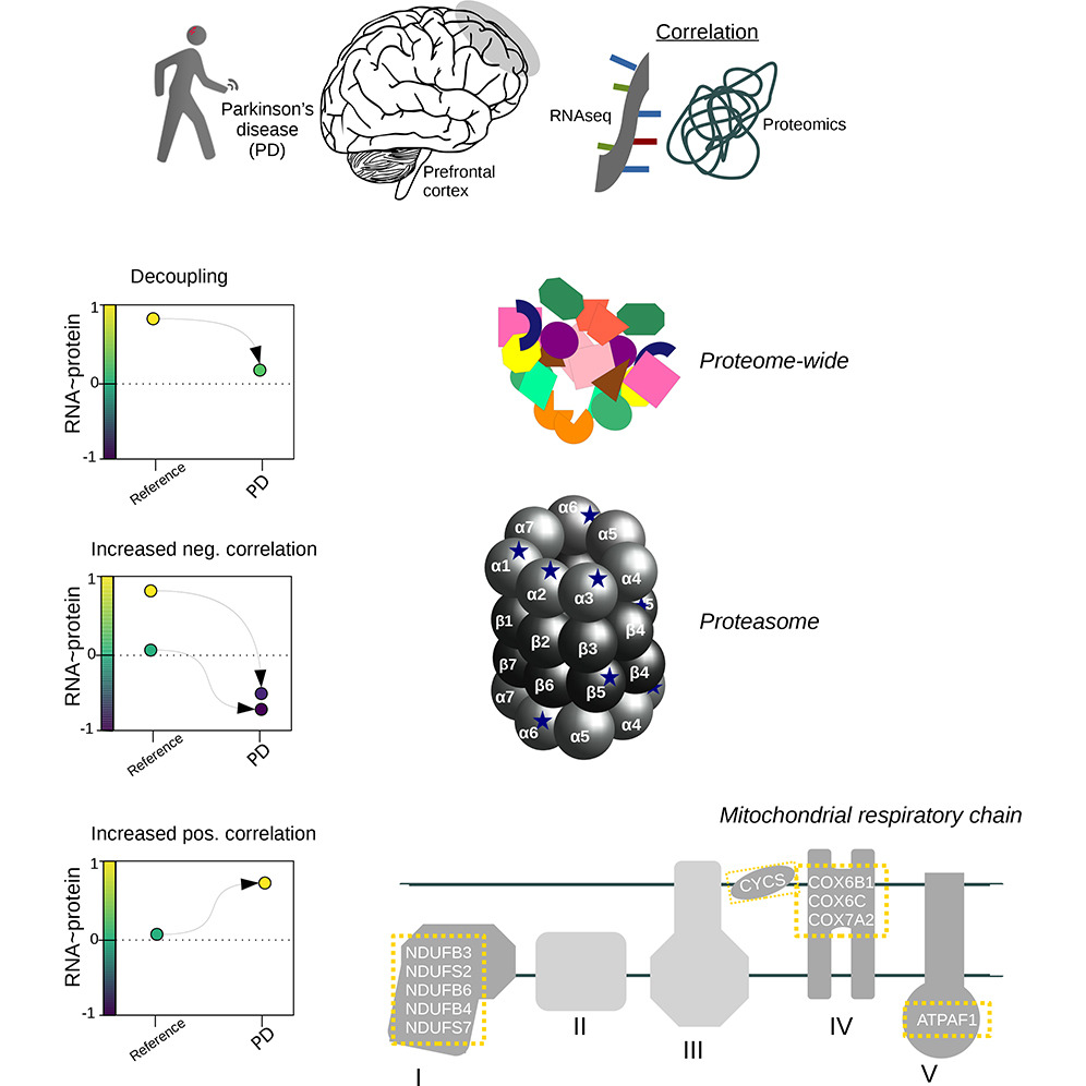 ScienceofPD's tweet photo. New research from @FDick91 @chtzoulis &amp; @NSysmed colleagues reports age-dependent transcriptome-proteome decoupling in samples of #Parkinsons brains; "Results support the hypothesis that aberrant proteasomal function is implicated in PD pathogenesis"
https://t.co/DkN0pTCrgT https://t.co/QeEd9SsIMw