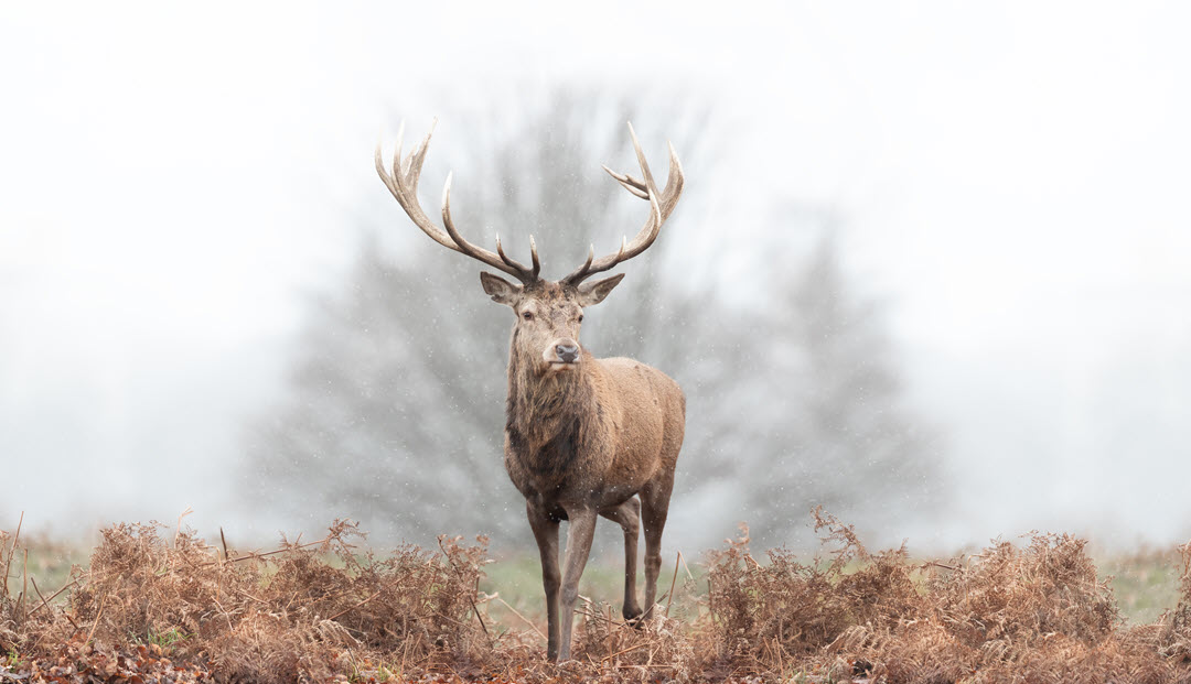BritishDeerSoc's tweet photo. Close-up of a red stag in the falling snow by Giedriius

#deer #reddeer #redstag #fallingsnow #winter #wildlife #deerphoto #deerphotography #wildlifephoto #wildlifephotography https://t.co/aRxOfpgk6c