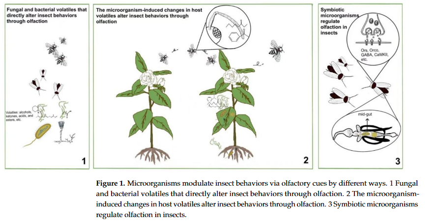 BiogentsAG's tweet photo. Interesting review article on how microorganisms (funghi, bacteria, and viruses) influence insect olfactory systems:

👉 https://t.co/kJEPD322dj

#olfaction #insectolfaction #voc #microorganism #insectbehaviors #olfactorysystem https://t.co/IFso6HvhpG