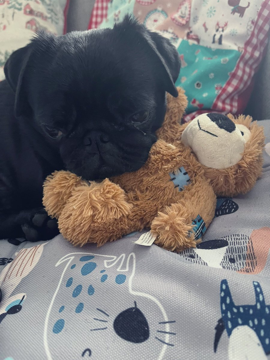 LadyVThePug's tweet photo. It’s raining and I don’t want to go outside today #puglife #pug #divapug https://t.co/Ms1XQiO8X6