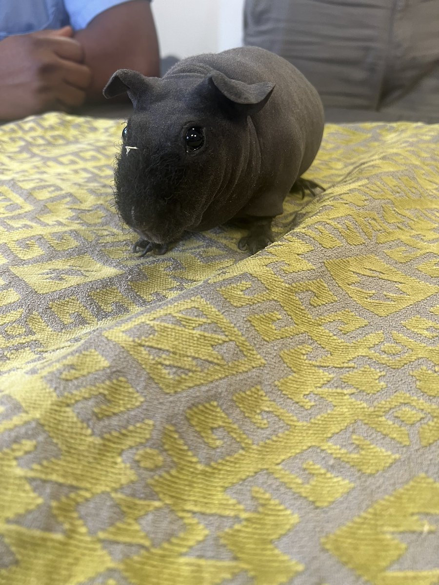 MeganwarhamX's tweet photo. Animal therapy on oak ward this morning. Both patients and staff loved it 🐍🕸 https://t.co/P6iHufJZDw