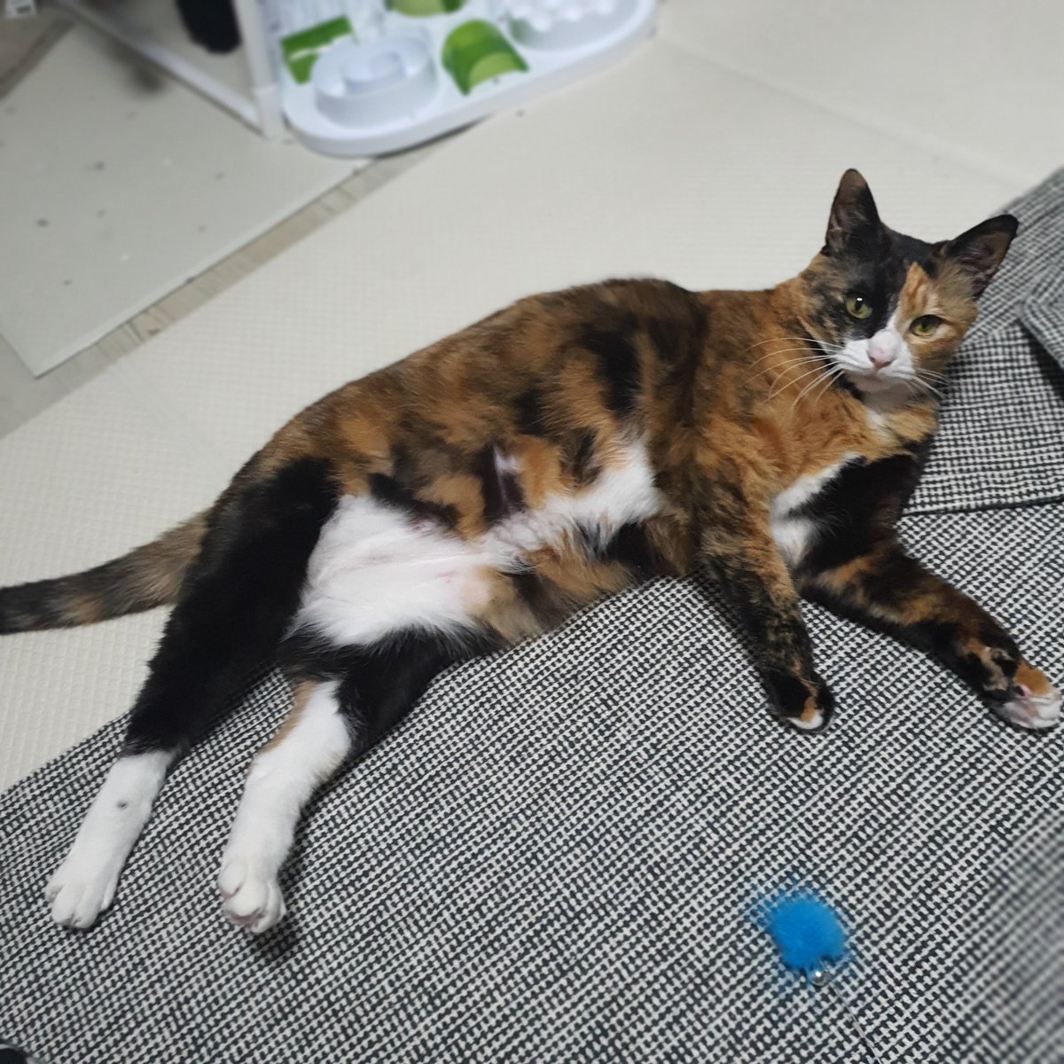 cookie190409's tweet image. 시계 샀는데 너무 귀엽고 똑같음