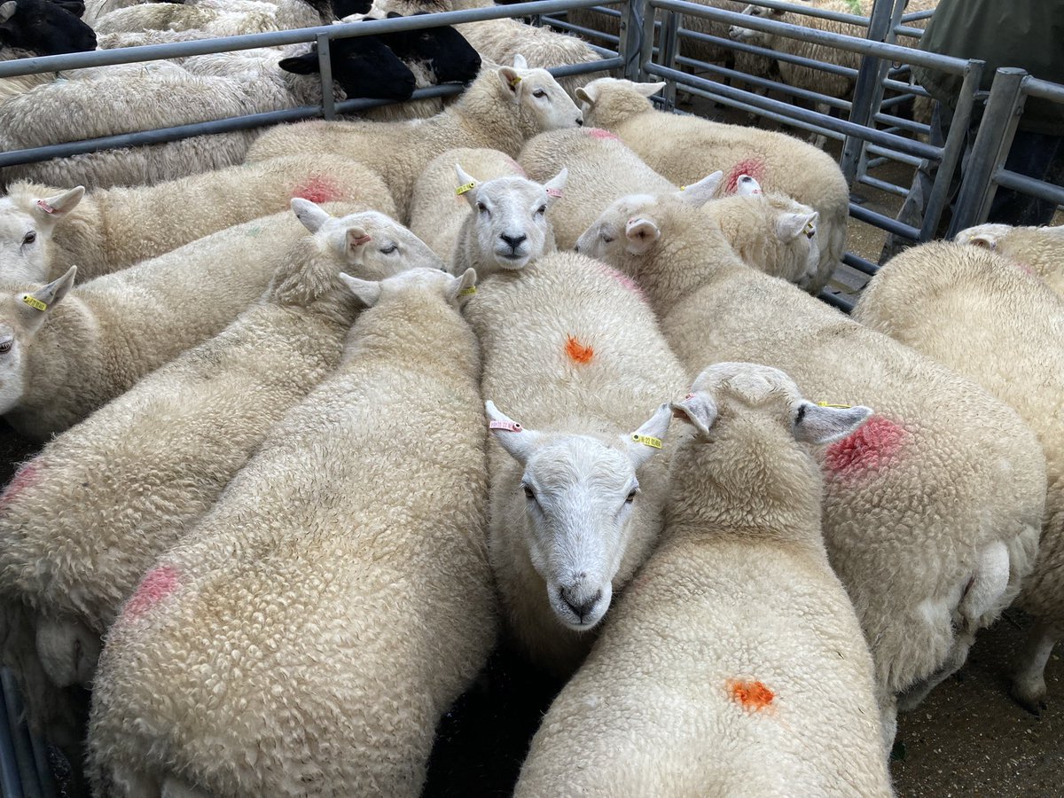 Logie sired lambs by the tup below from <a href="/logiedurnosheep/">Logie Durno Sheep</a> weighing in at 53Kg &amp; £122