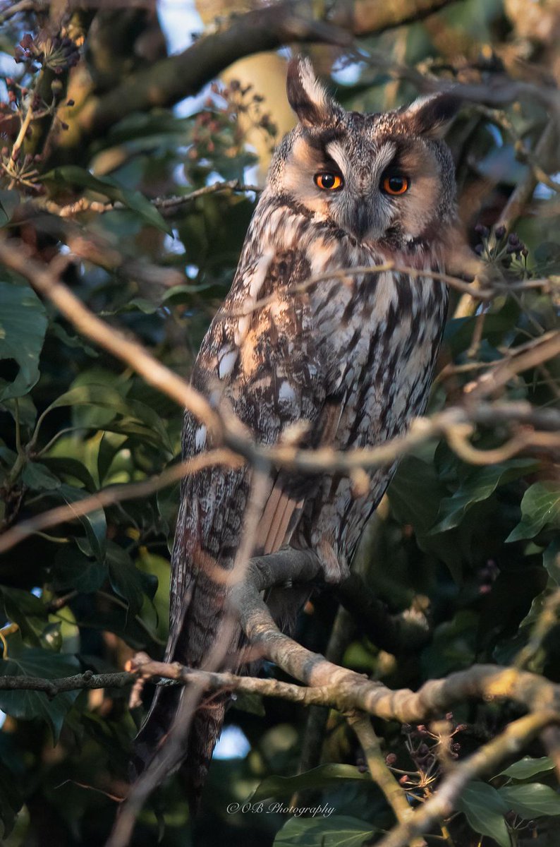 Almost exactly to the day a year ago, three wintering #longearedowls set up a roost in the back of our garden for two months. And guess what? At least one has returned to the very same spot, roosting on the very same hawthorn branch. #amazingbirds 📸 #OlyBerriman