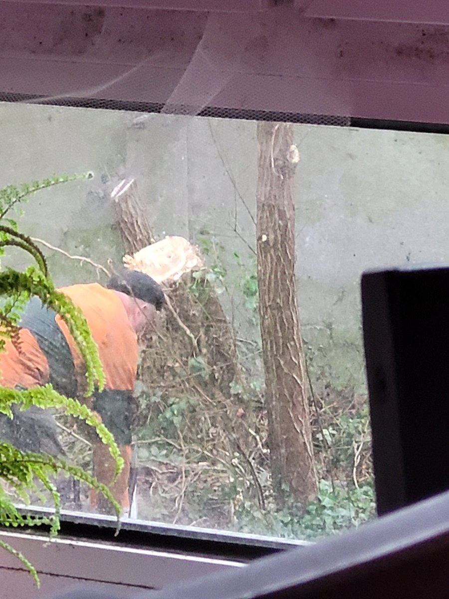 FairiesForests's tweet photo. Liebe @Essen_Ruhr, warum? Das geht seit 2 Stunden so, die zahlreichen Vogelarten und das #Eichhörnchen werde ich vermissen, soviel zum Thema  #Baumerhalt! 😡 https://t.co/X0mbFh7JQd