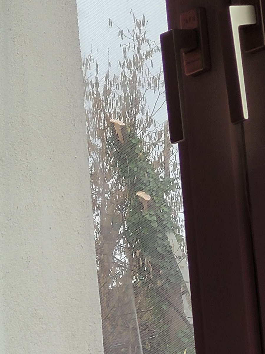 FairiesForests's tweet photo. Liebe @Essen_Ruhr, warum? Das geht seit 2 Stunden so, die zahlreichen Vogelarten und das #Eichhörnchen werde ich vermissen, soviel zum Thema  #Baumerhalt! 😡 https://t.co/X0mbFh7JQd