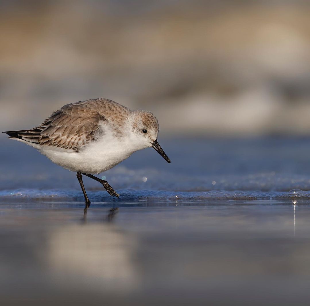 TerschellingS's tweet photo. Klein of groot, Terschelling kent ontzettend veel verschillende wadvogels. Zie hier een strandloper, zijn ze niet prachtig? 💙
#opTerschelling #strandloper
📷 caperelux via Instagram https://t.co/YmIY7ZncYF