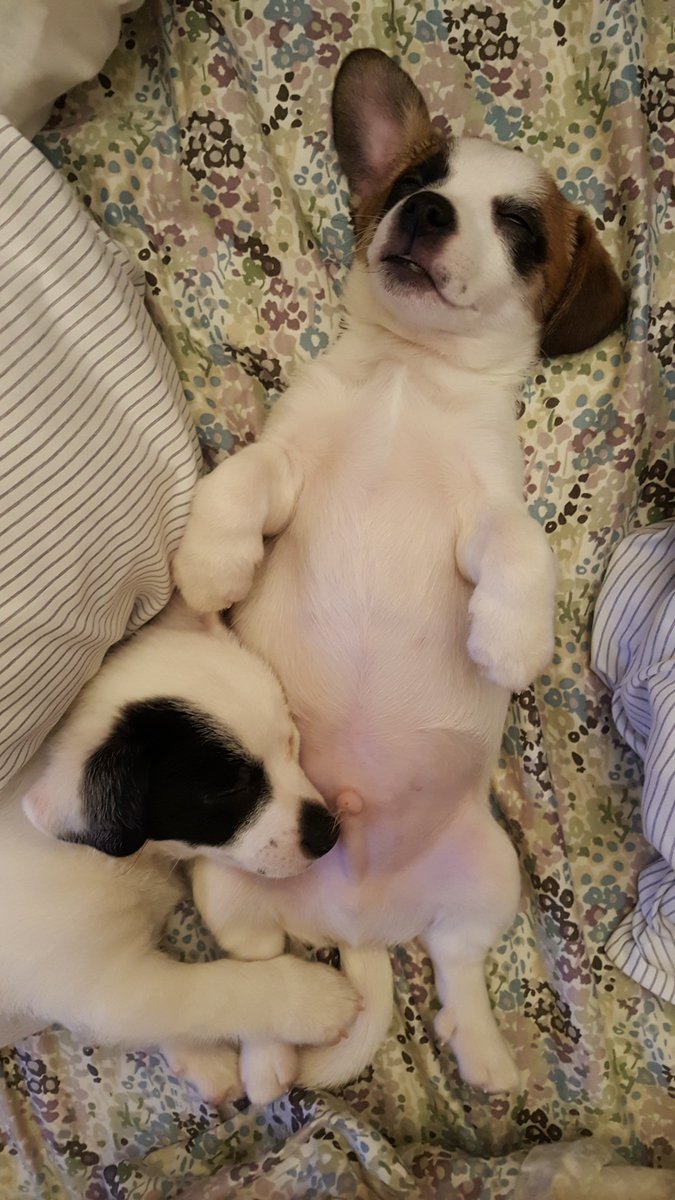 LillaMW's tweet photo. @DannyDeraney @Crosbydoggy My foster puppies napping. They are the best - except when they play baby shark with my fingers. https://t.co/TaxK2uF3a1