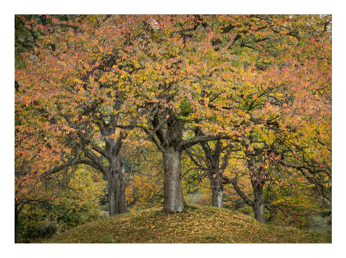 A group of cherry trees, definitely a composition that needs to be repeated in spring during the bloom and hopefully with better light than the one I had on the day I shot this picture.

#autumncolours #cherry #recoaromille #landscape_features_ #tree_magic #cherrytree #Autumn