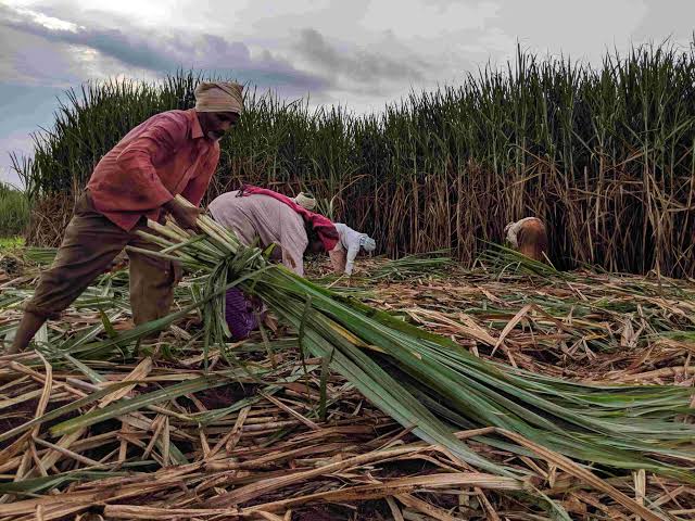 DeepakRathiRLD's tweet image. एक किसान इतनी सर्दी में सुबह 5 बजे उठकर 
●खेत में छोलता है
●पूली बांधता है
● बुग्गी-ट्रोली भरता है
● फिर हाड़ कपाती ठंड में मिल में जाता है!

सरकार का छल-अन्याय देखिए उसे अपनी फसल का रेट नहीं पता! #किसान_संदेश_अभियान #गन्ना_मूल्य_घोषित_करो