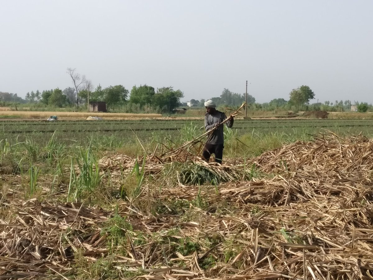 DeepakRathiRLD's tweet image. एक किसान इतनी सर्दी में सुबह 5 बजे उठकर 
●खेत में छोलता है
●पूली बांधता है
● बुग्गी-ट्रोली भरता है
● फिर हाड़ कपाती ठंड में मिल में जाता है!

सरकार का छल-अन्याय देखिए उसे अपनी फसल का रेट नहीं पता! #किसान_संदेश_अभियान #गन्ना_मूल्य_घोषित_करो