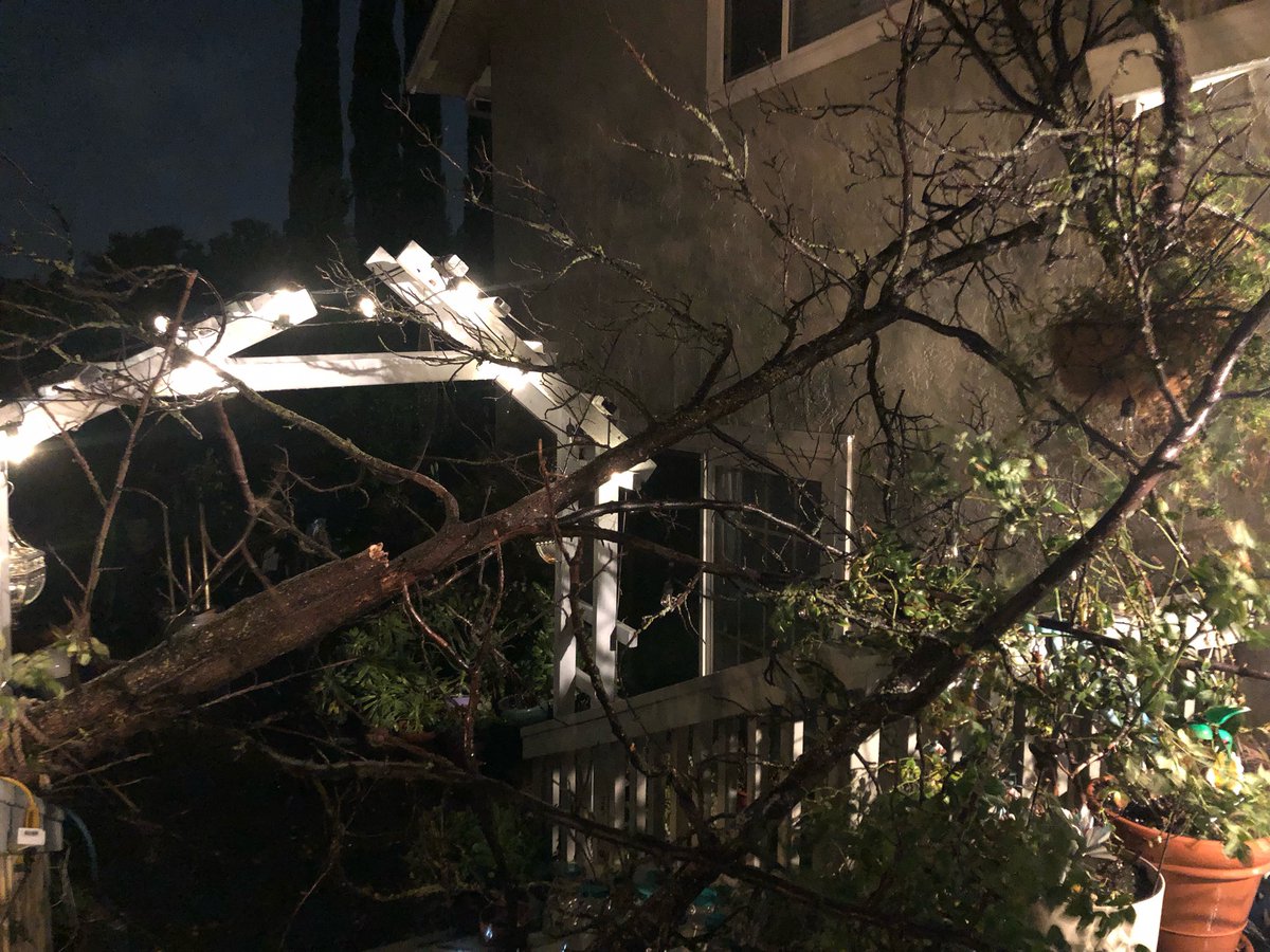 drawinkstudio's tweet image. My tree fell because of the storm but thanks to a miracle there was hardly any damage. Will miss the owls perching on it tho.