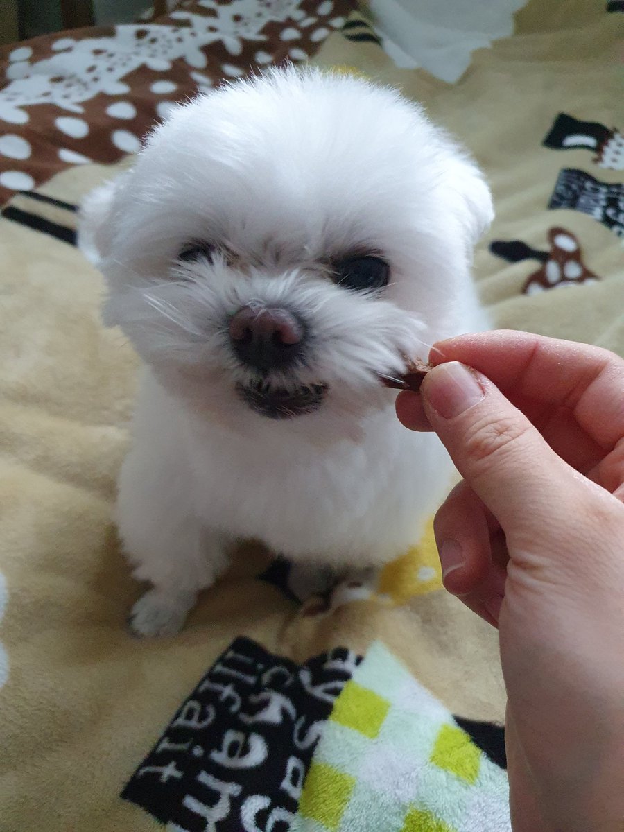 다시 흰둥이가 된 애