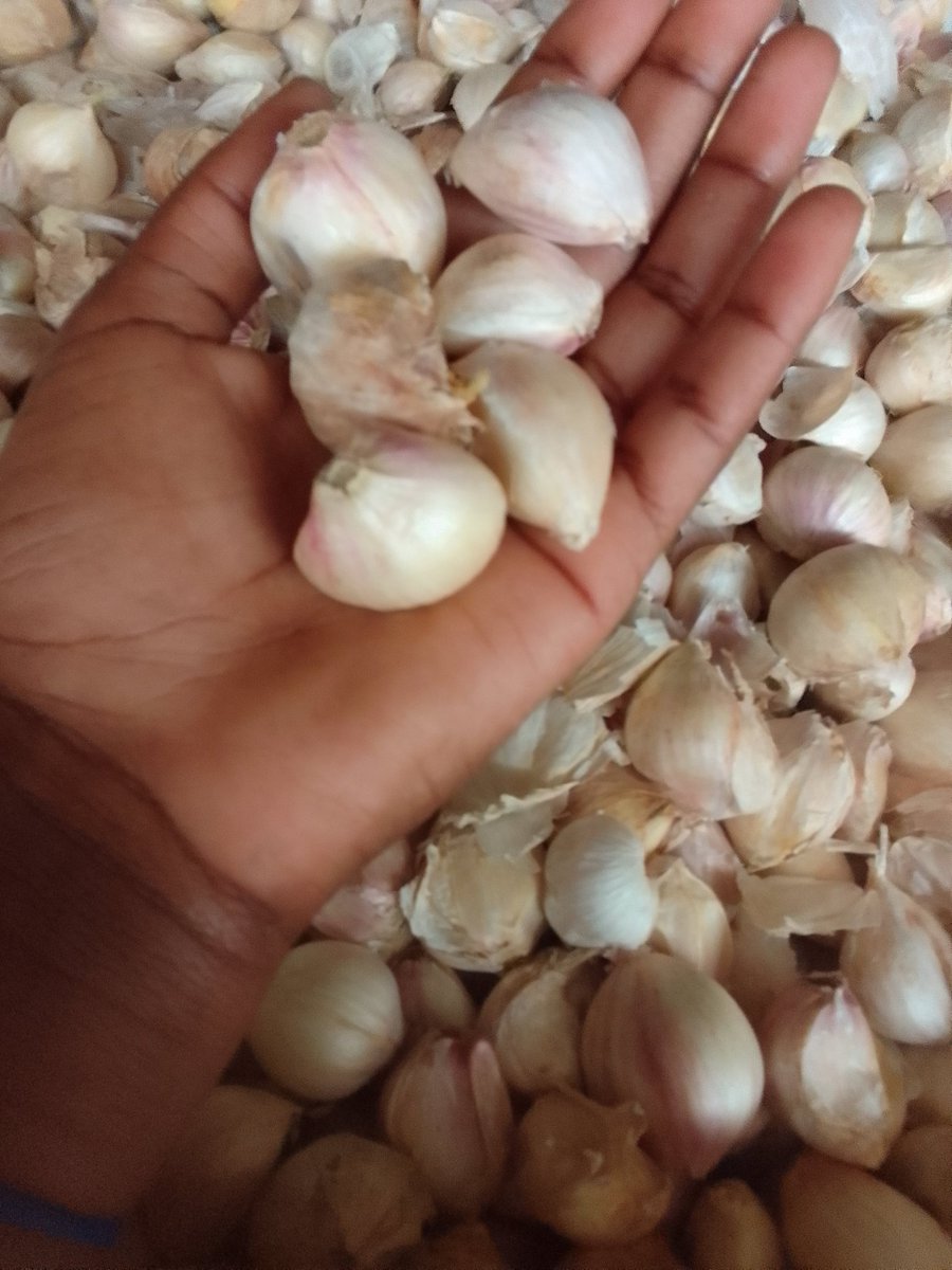 VeratheIron's tweet photo. In 4 months,an acre  produces a minimum of 5000kgs. A farmer can produce 3 times an year expecting an average of 15000kgs per year. Garlic farm gate price ranges from ksh150-250.A farmer can pocket an average of Ksh 3.5M per year.
 Drips done by Globkit Irrigation. https://t.co/m0y6xwdXLn