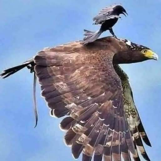 Payamfarid2's tweet photo. مردم بی‌ایمان، در روابط خود با دیگران و در كارهای خود، زیرك‌تر از مردم خداشناس هستند.! https://t.co/si6a1ahqmj