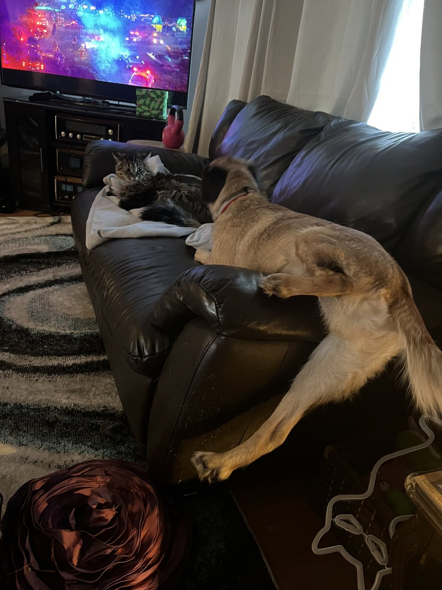 BasilHWrathbone's tweet photo. Don't mind me, just trying to dlyly approach Misa so she loves me... https://t.co/04x0H1iU2e