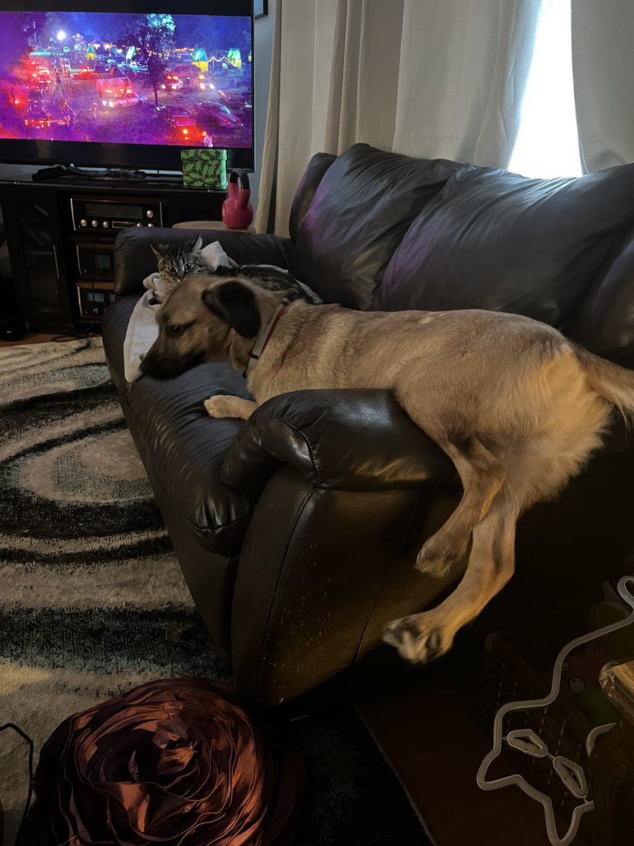 BasilHWrathbone's tweet photo. Don't mind me, just trying to dlyly approach Misa so she loves me... https://t.co/04x0H1iU2e
