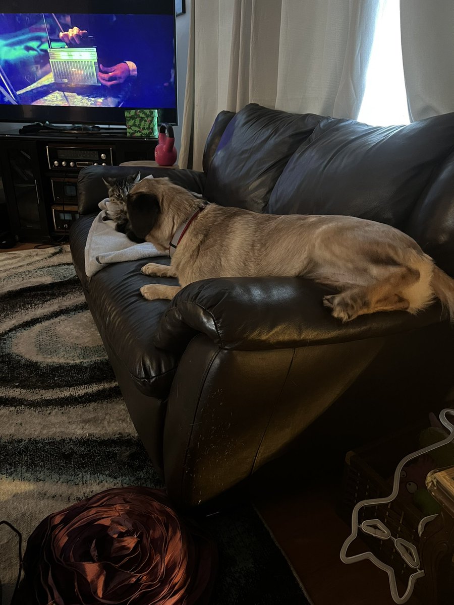 BasilHWrathbone's tweet photo. Don't mind me, just trying to dlyly approach Misa so she loves me... https://t.co/04x0H1iU2e
