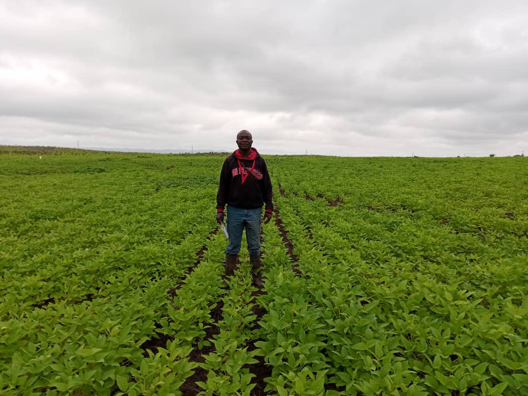 FeedingCongo's tweet photo. Baby steps… Notre projet soja sur 10ha se porte bien. De la belle verdure, vers une bonne récolte #Tumba #FeedingCongo @PmeFec 
@MichelMuvudi @Mungaba14 @PierrotTibasima @CafeKinoise @tisyamukuna @agriboostconsu1 https://t.co/fTd59SKpOo