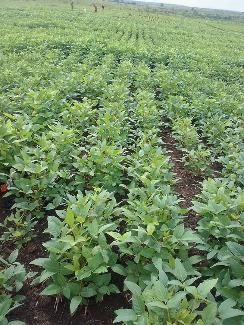FeedingCongo's tweet photo. Baby steps… Notre projet soja sur 10ha se porte bien. De la belle verdure, vers une bonne récolte #Tumba #FeedingCongo @PmeFec 
@MichelMuvudi @Mungaba14 @PierrotTibasima @CafeKinoise @tisyamukuna @agriboostconsu1 https://t.co/fTd59SKpOo