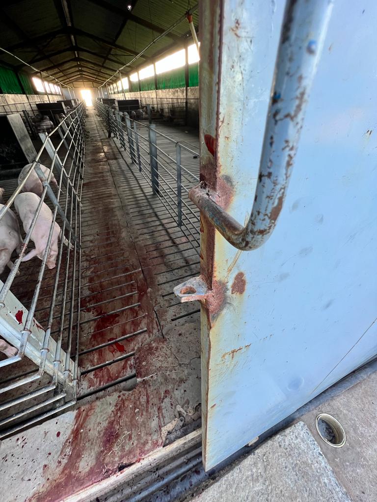Felieboo's tweet photo. People from Potchefstroom and surrounding towns please help a guy and be on the look out, his pig farm was broken into last night for the second time in two weeks. Should you hear of anything please contact the number on F3 https://t.co/qm4pjvWlLe