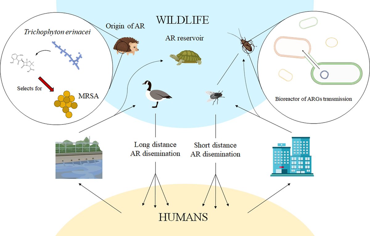 75% of all types of emerging human diseases have wildlife origin. 

Occurrence of #AMR in free ranging organisms would open the possibility of dispersion of #AMR which is not related to actual use of #antimicrobials

#wildlife need to be involved in fight against #AMR 

#RwOT