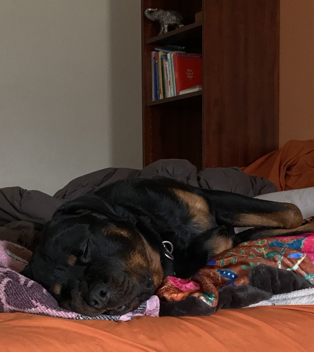 AskSeanIM's tweet photo. My boy keeping Mommas feet warm⦠#Rotts #bigpuppy https://t.co/zRT8aREGY3