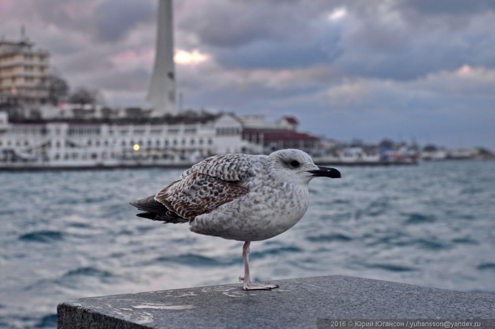 Прогноз погоды на 5 января: в Севастополе днем тепло, но ветрено
sevastopol-news.com/society/2023/0…
#Севастополь