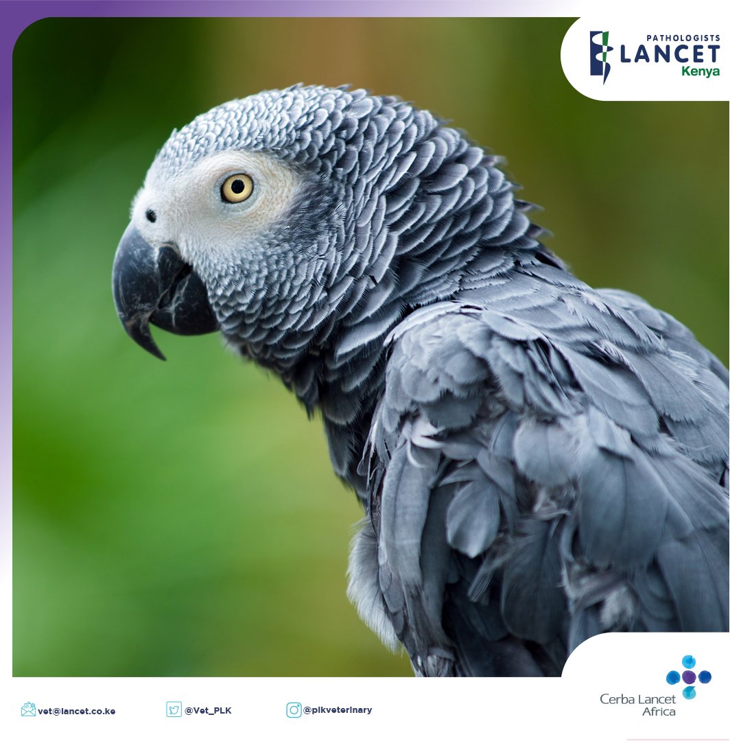 Today is National Bird Day in the USA. Did you know that you need to have a permit to keep certain birds as pets in Kenya? The African Grey Parrot is one such bird. Contact your nearest <a href="/kwskenya/">Kenya Wildlife Service</a> office for details.

Contact us today on:
vet@lancet.co.ke