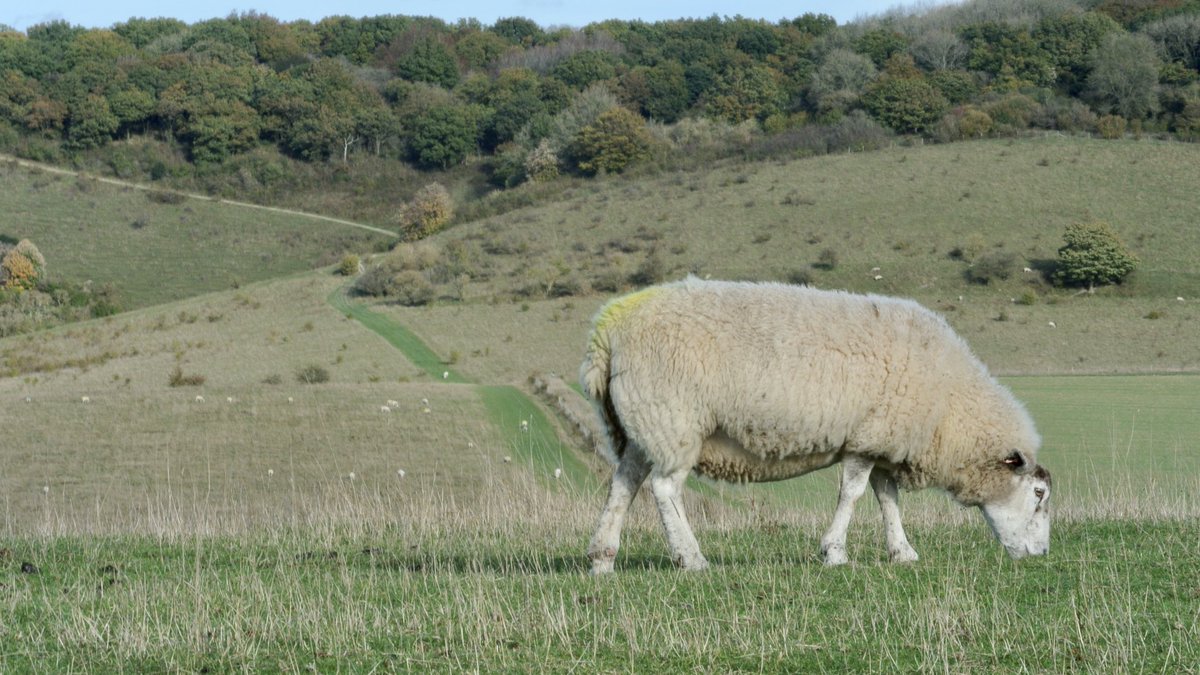 Please please please be responsible and keep your dogs on a lead when approaching livestock. Too many incidents of dogs chasing and attacking animals - and in the case of sheep, these will be heavily pregnant.