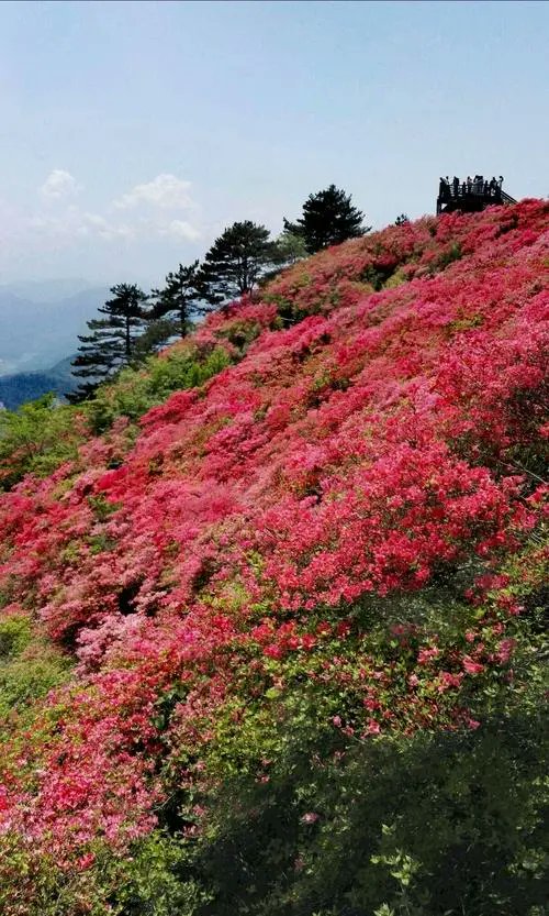 岭上开遍呦映山红！