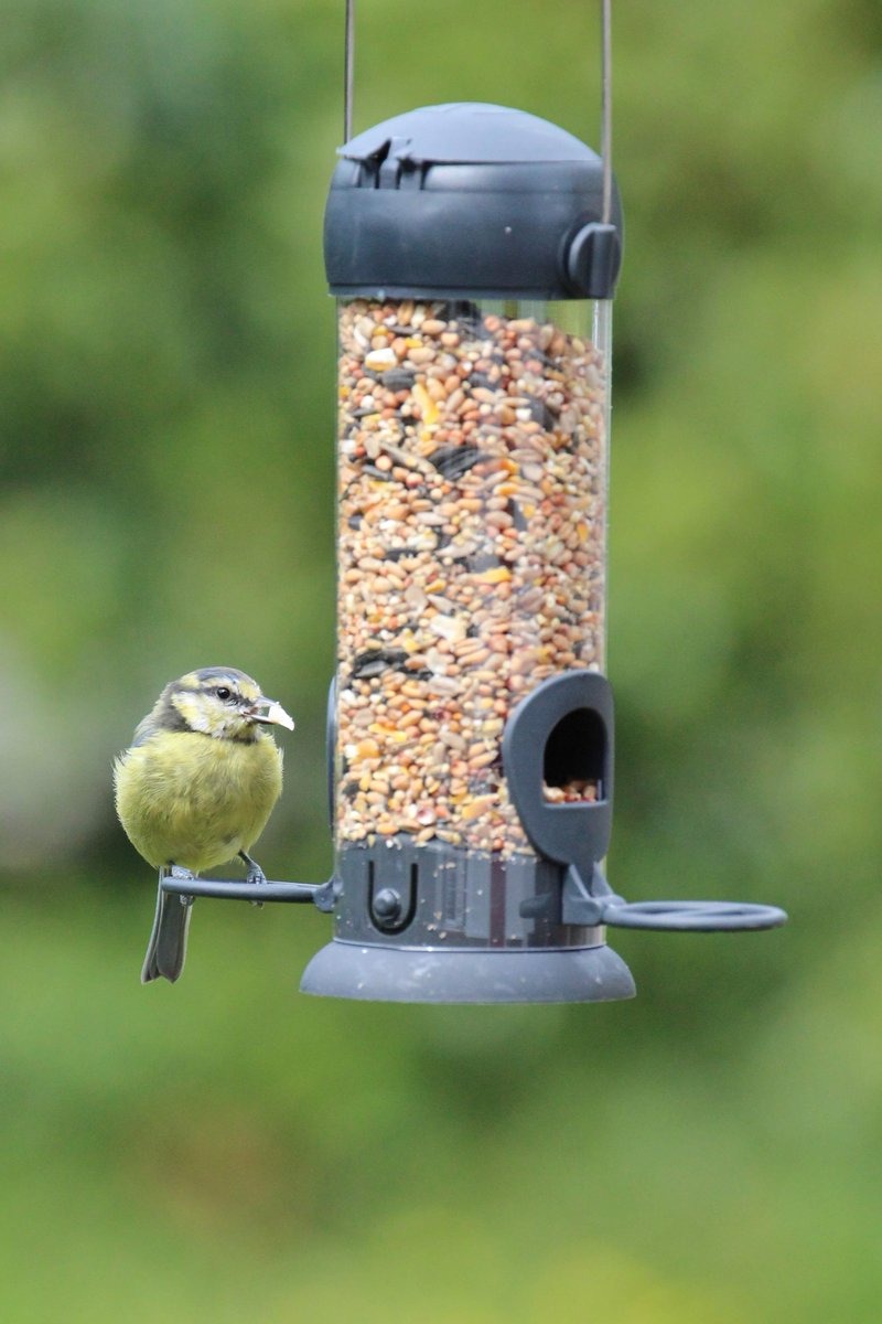 HBWildBirdCare's tweet photo. Our Essential Seed Feeder is 20cm high with an easy opening lid, removable angled base and a specially designed port to reduce waste. The feeder is easy to use, clean and refill. #wildbirdfeeding #birdlovers #birdwatching #gardenlife #henrybell https://t.co/AtDQTMwPGZ