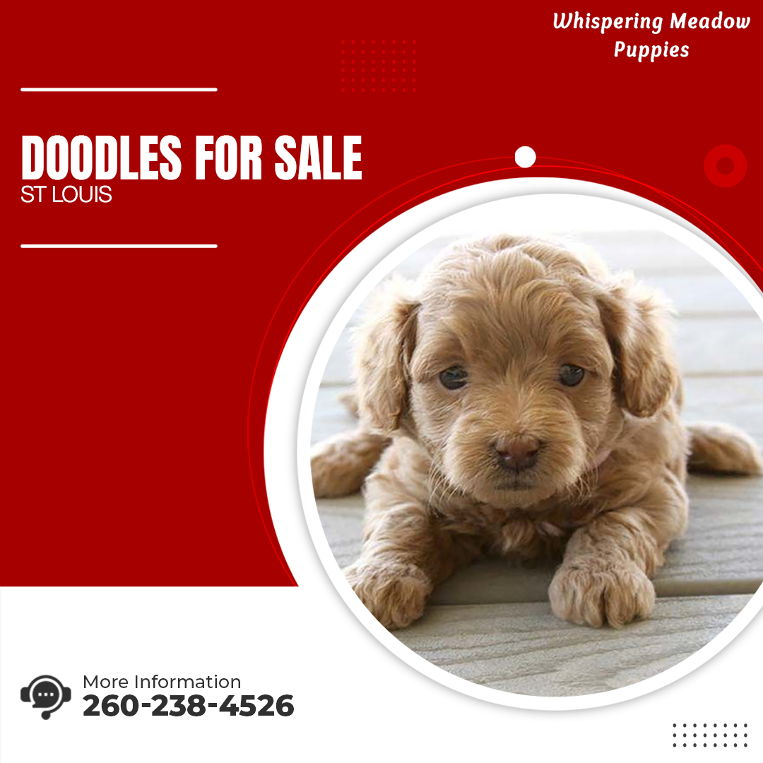 Whispering Meadow Puppies (@MeadowPuppies) / Posts / X