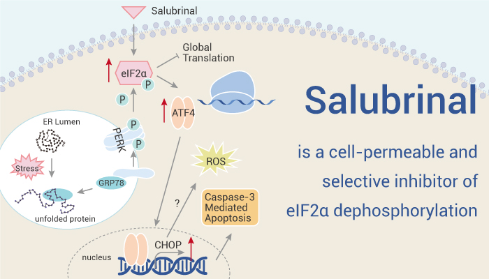 MedChemExpress's tweet photo. #eIF2, an eukaryotic initiation factor, is an essential factor for protein synthesis. eIF2α dephosphorylation is a target for anti-inflammation.
#Salubrinal is a selective eIF2α dephosphorylation inhibitor. It can be used to research #arthritis.
https://t.co/tdvPzbe5Wn https://t.co/0z78LutUDZ