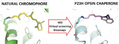 Identification of Small Molecular Chaperones Binding P23H Mutant Opsin through an In Silico Structure-Based Approach #MolecularDynamics #drugdesign 
pubs.acs.org/doi/10.1021/ac… 
<a href="/SilviaCammarone/">Silvia Cammarone</a> <a href="/IsabellaRomeo9/">Isabella Romeo</a> <a href="/pallafatu/">Andrea Brancale</a> <a href="/mattiamori79/">Mattia Mori</a> 
#vol62 #issue22 #JCIM #PharmaceuticalModeling