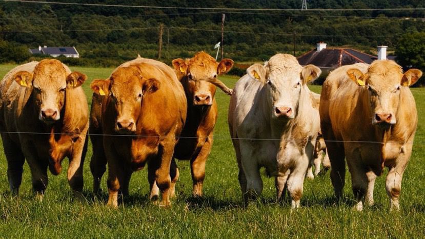 Dept of Agriculture, Food and the Marine (@agriculture_ie) on Twitter photo 🇮🇪 🐂 🇨🇳 Irish #beef exports to #China have now resumed.
Ministers <a href="/McConalogue/">Charlie McConalogue</a> and <a href="/martinheydonfg/">Martin Heydon</a> said the positive move is ‘a great vote of confidence in our beef sector and our committed suckler and beef farmers who produce a world-class product’.
📍 gov.ie/en/press-relea… 🇮🇪 🐂 🇨🇳 Irish #beef exports to #China have now resumed.
Ministers <a href="/McConalogue/">Charlie McConalogue</a> and <a href="/martinheydonfg/">Martin Heydon</a> said the positive move is ‘a great vote of confidence in our beef sector and our committed suckler and beef farmers who produce a world-class product’.
📍 gov.ie/en/press-relea…