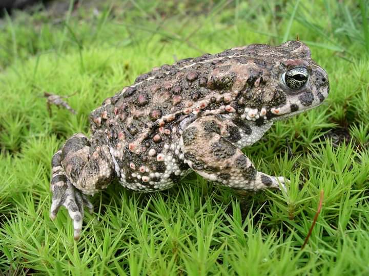Say hello to the 

NATTERJACK TOAD (Epidalea calamita)
Britain’s rarest toad.
They're found at just a few coastal locations, where they prefer shallow pools on sand dunes, heaths and marshes. #toad #amphibians #loveamphibians #RARE #protectwhatyoulove