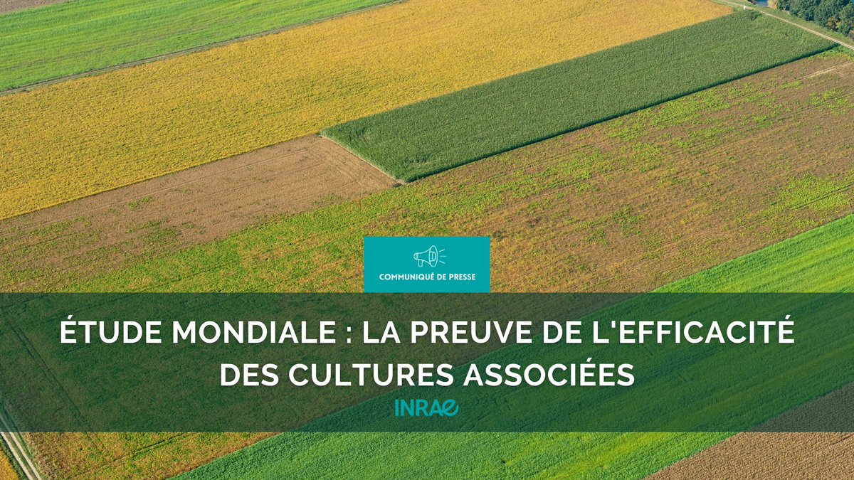 INRAE_France's tweet photo. #RP_INRAE Diversifier les cultures dans les champs ? efficacité prouvée! Analyse d’une base de données mondiales de 226 expérimentations agricoles
👉Une productivité souvent supérieure avec 19% de terres agricoles en moins #SecuritéAlimentaireMondiale
➡️https://t.co/7npFpWqKdO https://t.co/R9IQCYYBJx