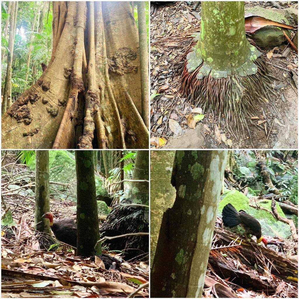 droidy's tweet image. Tree trunks with bonus brush turkey #mounttamborine #witchesfalls #brushturkey #bigoldtree #tentacletreeroots instagr.am/p/CnBp_tupxfg/