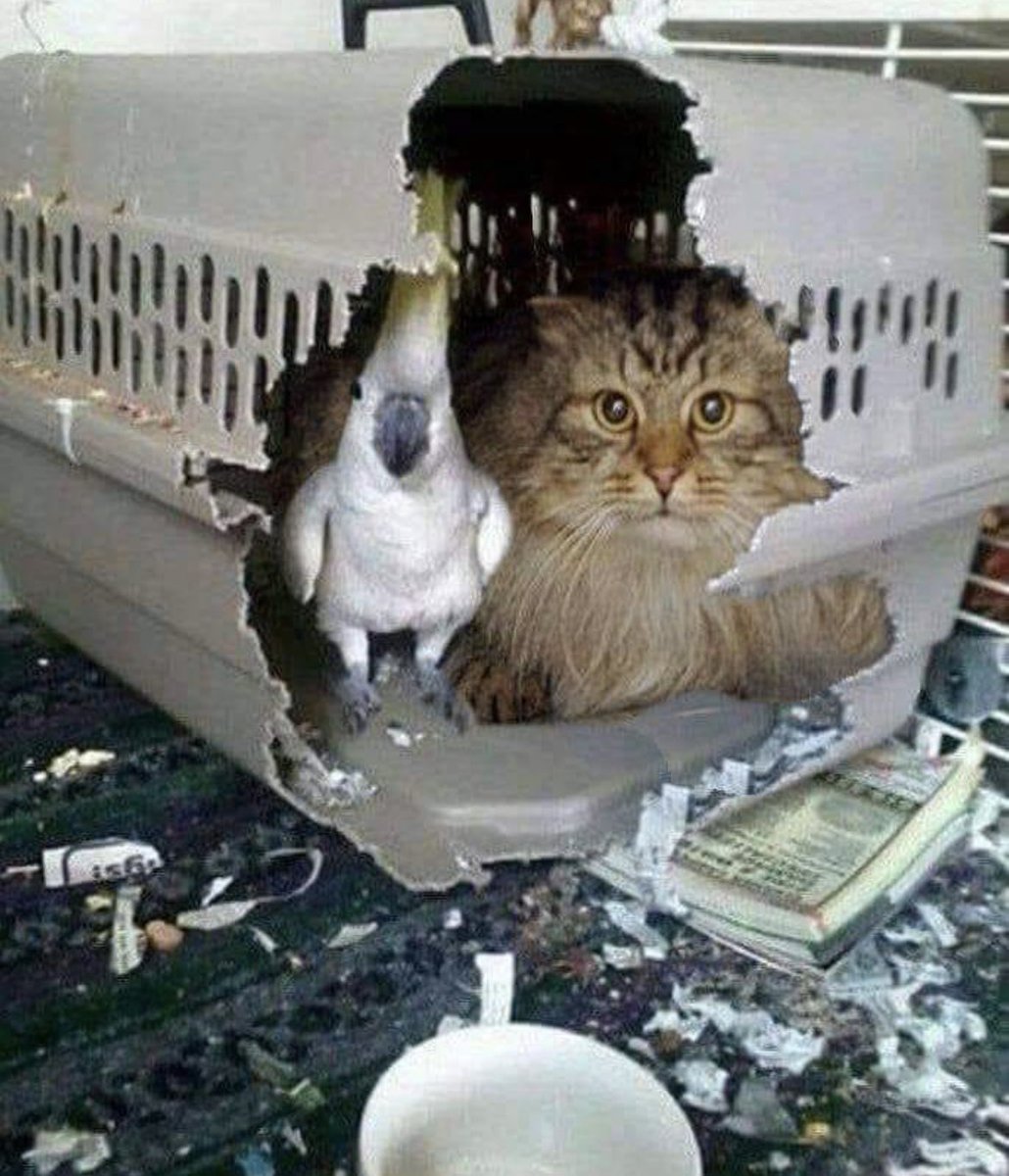 Su Sana🇪🇺🇦🇹🇩🇪🇺🇦 (@roksikisa) on Twitter photo 