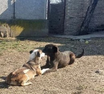 Any takers for Eddie? Darling little ball of fun and nonsense! Full of energy and love. Looks at that face! Eddie is waiting for his new home, could it be with you? #adoptme #helpozegadogs #homewanted #terriermix #rescuedog