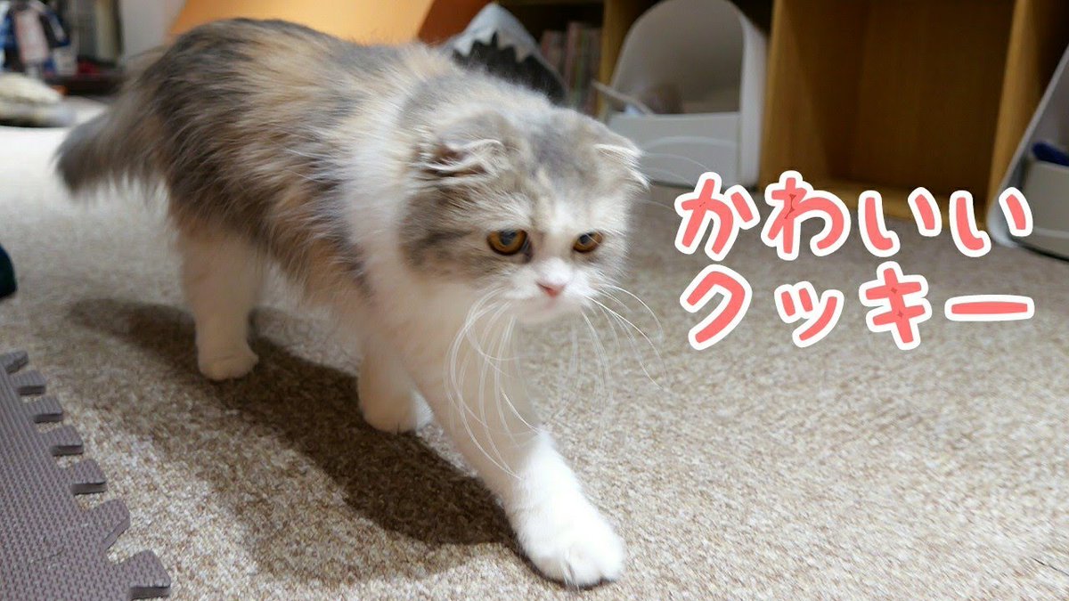 MeowMoeDotCom's tweet photo. 【##スコティッシュフォールド】かわいいクッキー
 
https://t.co/zy6V6XKLWk
 
#4K60p10bit #CatCafeJapan #CatVideos #GH6 #Neko #NekoJaLaLa https://t.co/EnXGeZIdqx